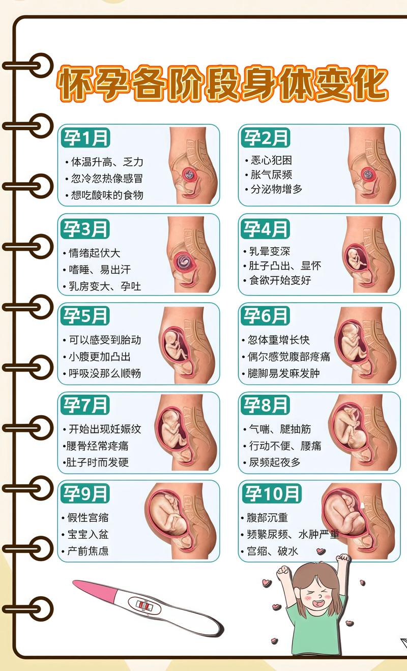 揭秘供卵代孕妈妈怀孕小腹分两节，孕期变化的奥秘保亭代生机构: